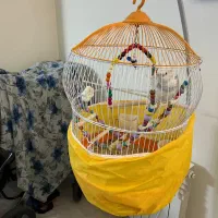 عروس هلندی
