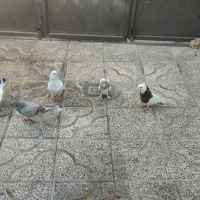 کبوتر