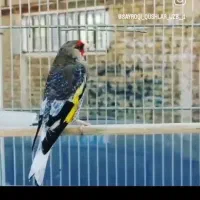 سهره جفت زیرشون جوجه