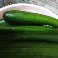 خیار