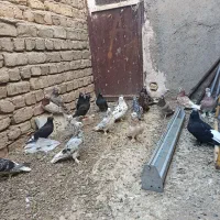 سرور