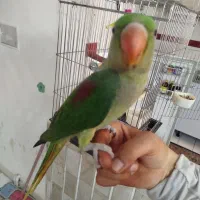 شاه طوطی