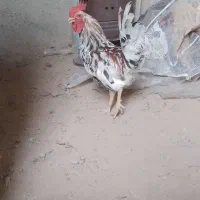 خروس