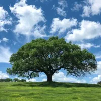 زمین باغی