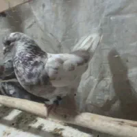 کفتر به قیمت سربری
