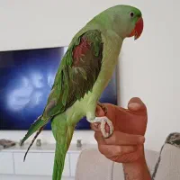 شاه طوطی