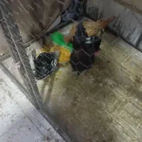 تخم مرغ گلین ولهستاتی