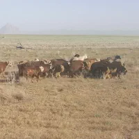 بره ترکی