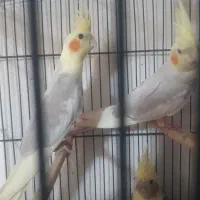 فروش سه عدد جوچه عروس هلندی