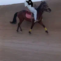 رخش