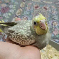 جوجه عروس هلندی سرلاکی