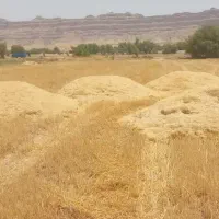 کاه وعلوفه دامی