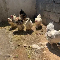 مرغ و خروس برهما اصل
