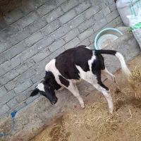 لیشه جنس خوب پای کل