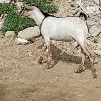 کهره نر دورگ سومال