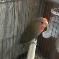 کوتوله سبز نر