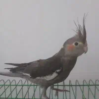 گمشده