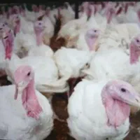 بوقلمون بیوتی۶