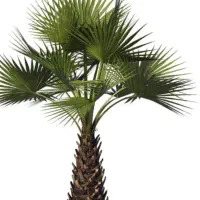 هرس درخت مرکبات انگور پالم چوب بر علف زنی وجین باغ