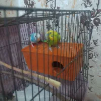 مرغ عشق نرو ماده