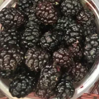 شاهتوت‌تازه‌‌‌‌‌امروزچیده‌شده‌شیرین‌و‌آبدار