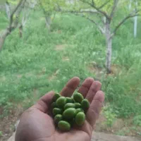 باغ فروشی به متراژ ۵۰۰متر باصفا و جای دنج
