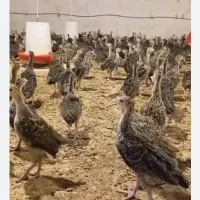 انباری سوله  ایستیم