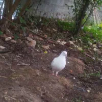 کبوتر ماده