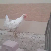 فروش خروس