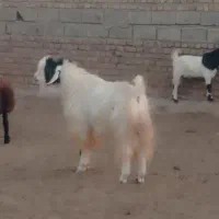 نربز