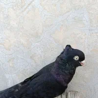 زاغ آبادانی ماده