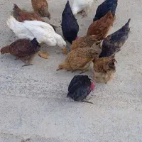 مرغ و خروس