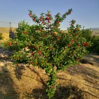 زمین و باغ ویلایی