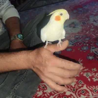 عروس هلندی ماده مواد