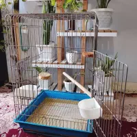 قفس پرنده کاسکو ، عروس هلندی، مینا