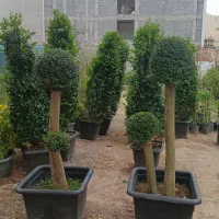 مورت پیونوی دوکله خاص‌ترین گلکده گل‌نرگس
