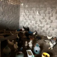 مرغ جوجه