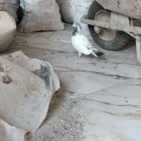 کفتر