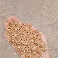 گندوم کیلوی 50مقطوع