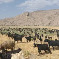 فروش ۲۰راس بز داشتی جفتی ۶۰میلیون