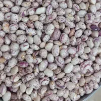لوبیا چیتی بسته های ۴۵۰ گرمی و ۹۰۰ گرمی