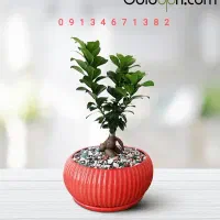 سیم کارت رند تاریخ تولدی مخصوص متولدین خاص 82 کد 4