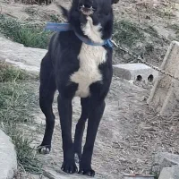 سگ نگهبان