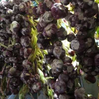 سیر ییلاقی شیرین