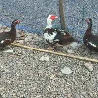 اردک اسرائیلی نر و ماده