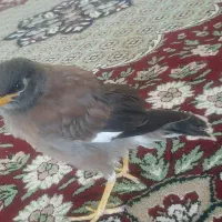 مرغ مینا