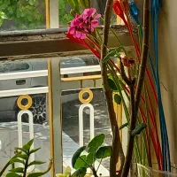 گل شمعدونی خارجی و اختر قرمز طیفی