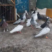 کیف.|کیف، کفش، کمربند|بم, |دیوار