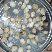 صدف دریایی|ماهی|بوشهر, |دیوار