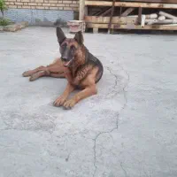 واگذاری رایگان سگ ژرمن